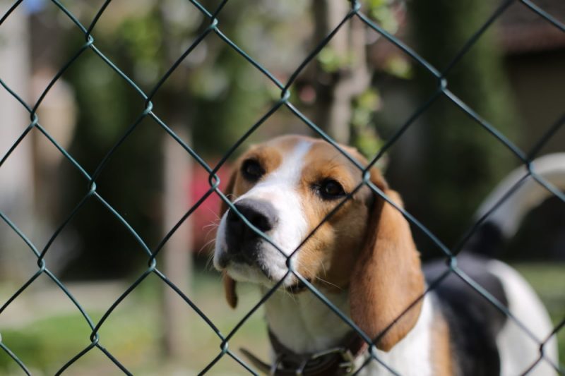nih beagle cocaine