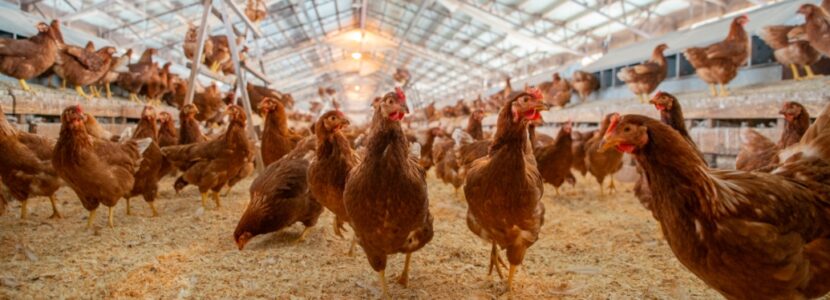 Chickens Bird Flu
