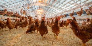 Chickens Bird Flu