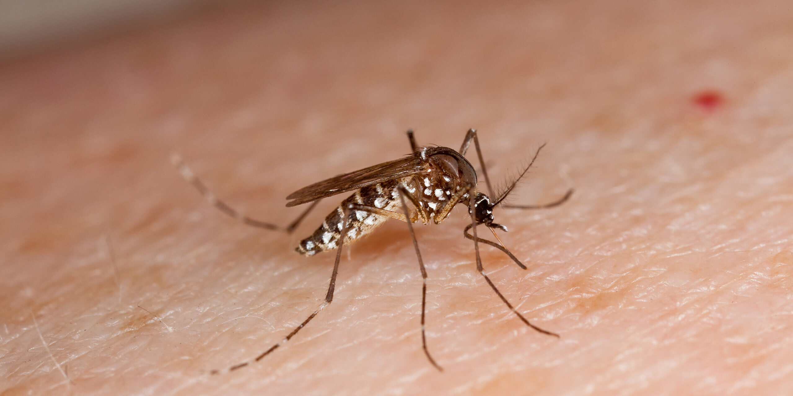 Silver Spring Company Unleashes 600,000 Infected Mosquitoes in DC.