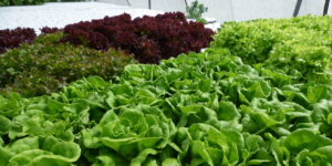 Americans Cut Back on Salad Amid Diarrhea Parasite Outbreak.