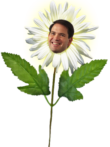 Marco Rubio, the hothouse orchid.