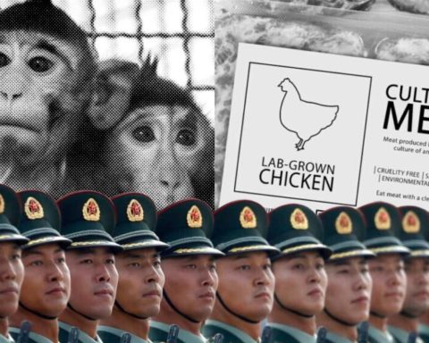 lab grown meat china